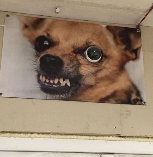 a dog with a big grin on its face